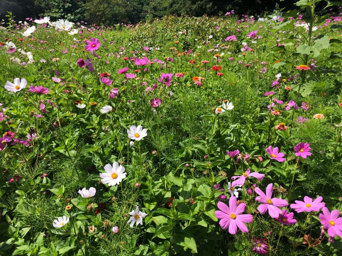 Exploring the Royal Botanic Garden | A More Gentlemanlike Manner