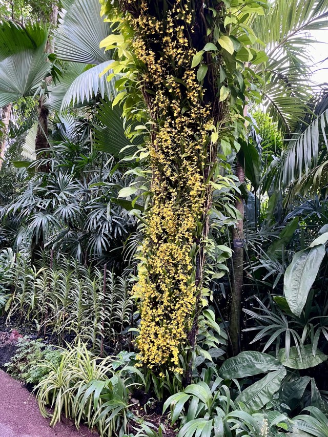 Singapore: Botanic Garden | A More Gentlemanlike Manner