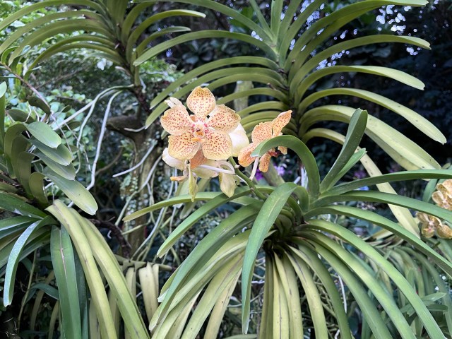 Singapore: Botanic Garden | A More Gentlemanlike Manner